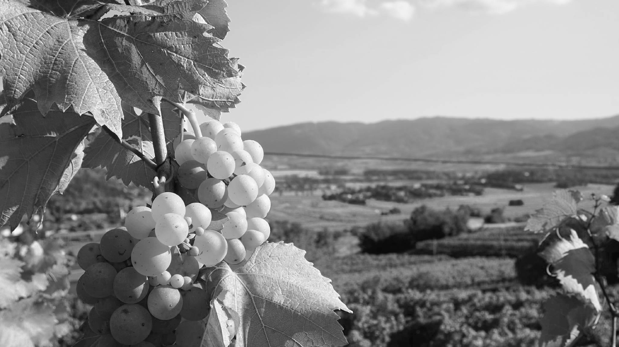 Agencia de Marketing Digital para Bodegas de Vino de La Rioja